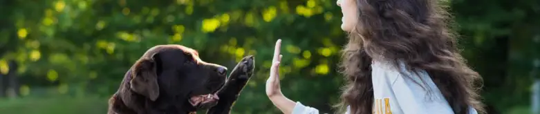 Evcil Hayvan Kabul Eden Villalar 